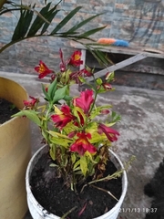 Alstroemeriaceae