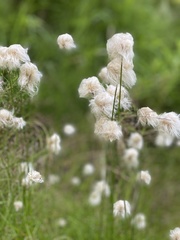 Eriophorum scheuchzeri