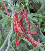 Baja California Mesquite - Photo (c) jrebman, some rights reserved (CC BY-NC), uploaded by jrebman