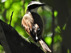 Pitangus sulphuratus
