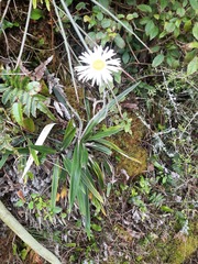 Celmisia spectabilis magnifica