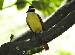 Pitangus sulphuratus