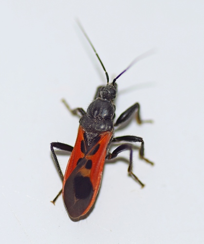 Peirates hybridus