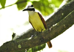 Pitangus sulphuratus
