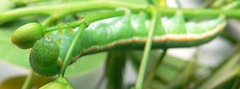 Catopsilia florella