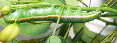 Catopsilia florella