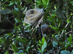 Iguana iguana
