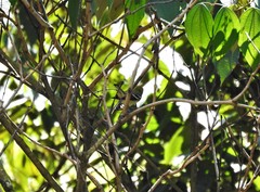 Setophaga castanea