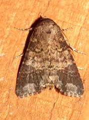 Condica cupentia