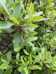Psylla buxi