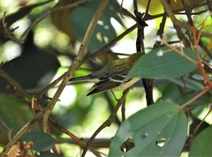 Setophaga castanea