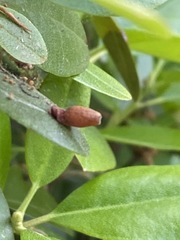 Psylla buxi