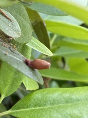 Psylla buxi