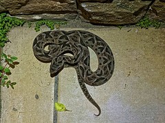 Bothrops