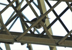 Troglodytes aedon