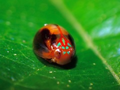 Hemisphaerius rufovarius