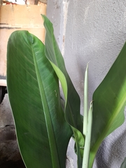 Dieffenbachia