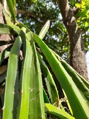 Selenicereus undatus