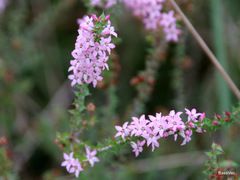 Epacris purpurascens