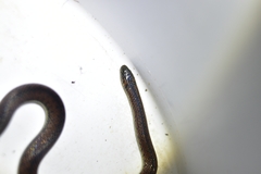 Atractus wagleri