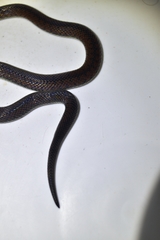Atractus wagleri