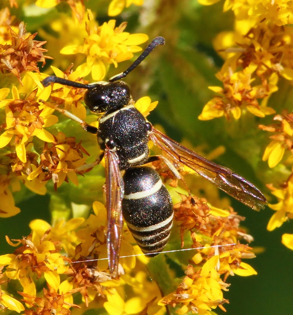 Euodynerus planitarsis