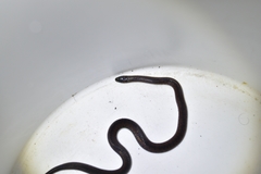 Atractus wagleri