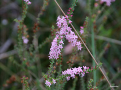 Epacris purpurascens
