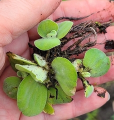 Pistia stratiotes image