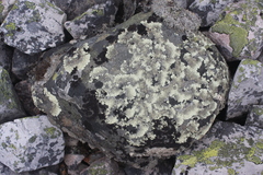 Arctoparmelia centrifuga