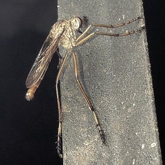 Diogmites castaneus