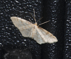 Idaea fuscovenosa