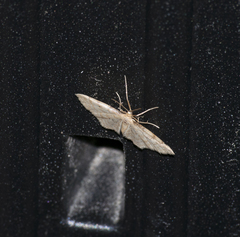 Idaea fuscovenosa
