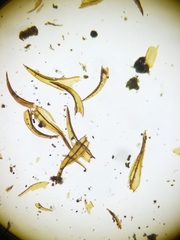 Schistidium rivulare