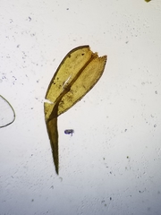 Schistidium rivulare