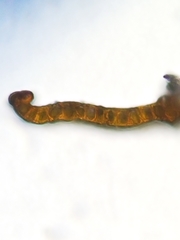 Schistidium rivulare