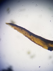 Schistidium rivulare