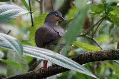 Leptotila plumbeiceps