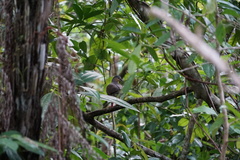 Leptotila plumbeiceps