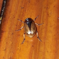 Leucothyreus marginaticollis