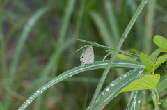 Euchrysops malathana