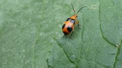 Aulacophora hilaris