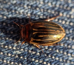 Agabus disintegratus