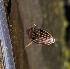 Agabus disintegratus