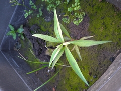 Persicaria lapathifolia lanata