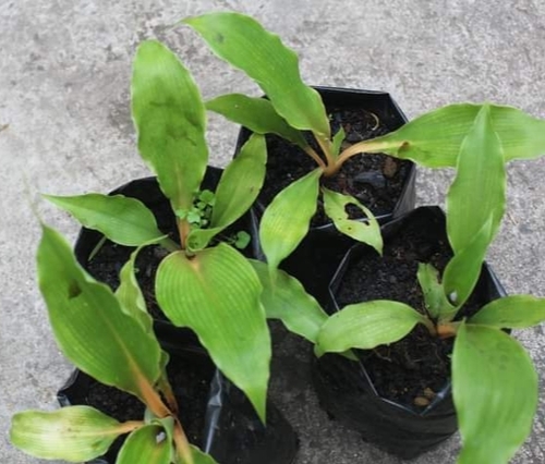 Amischotolype hispida iNat (1)