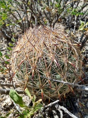 Echinomastus unguispinus