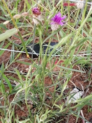 Parapolydora fastigiata