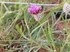 Parapolydora fastigiata