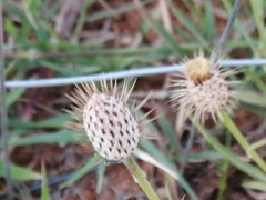 Parapolydora fastigiata